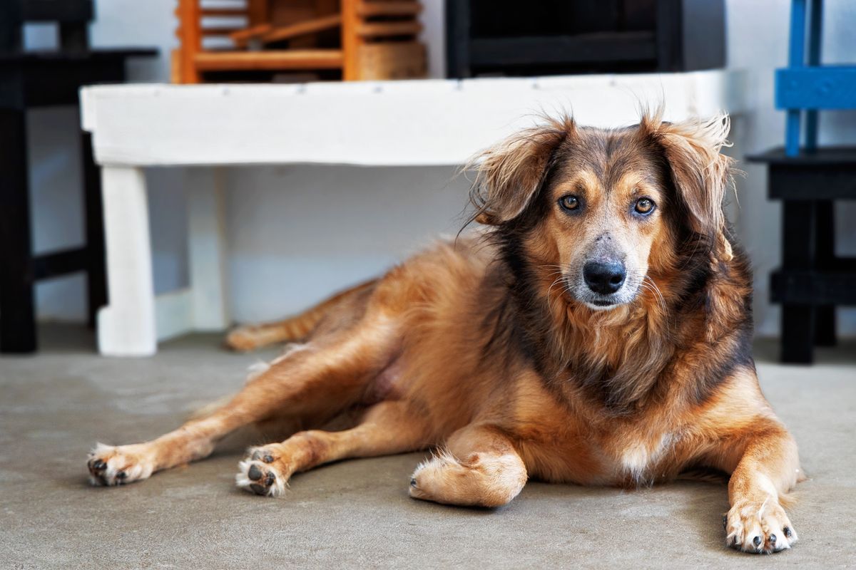 Cão descansando na área coberta