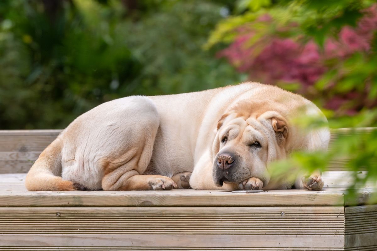 Cão descansando no deck de madeira
