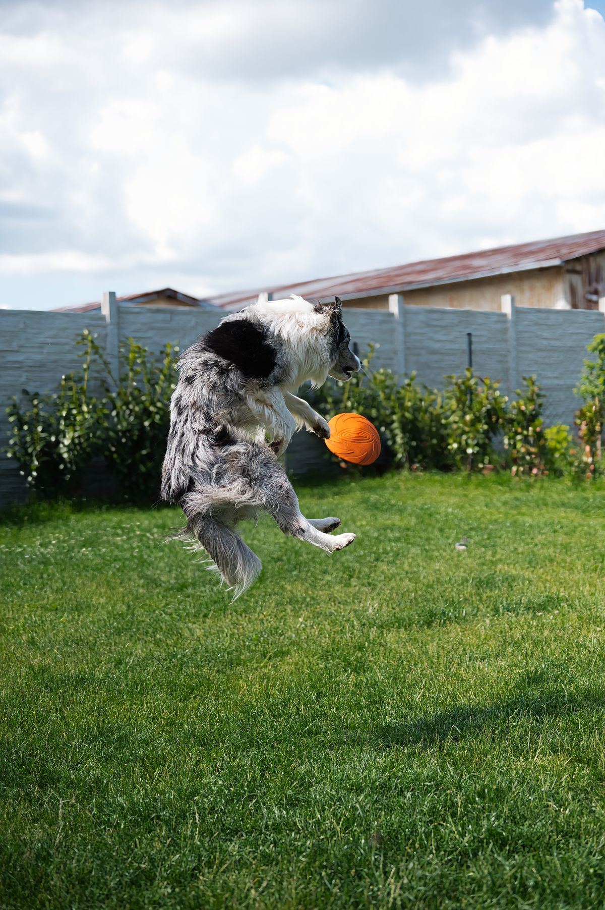 Cão saltando para pegar a bola