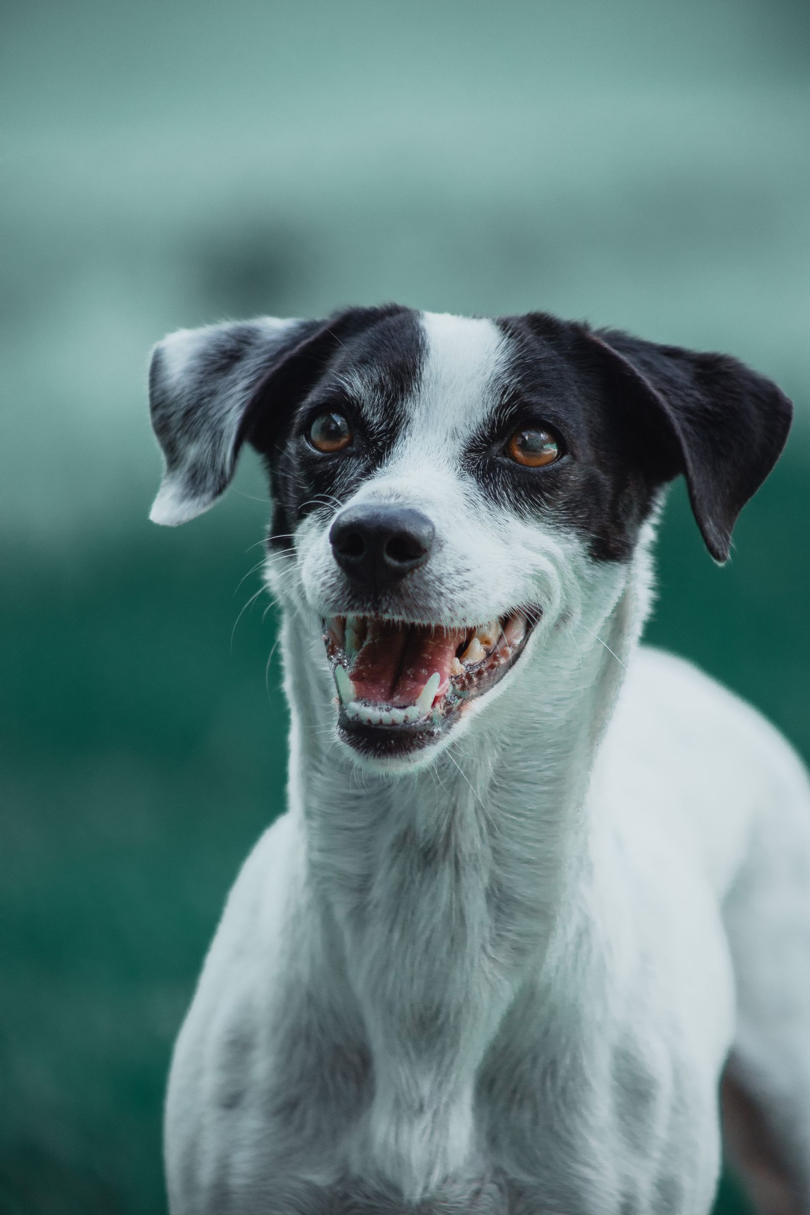 Cão sorrindo de pertinho